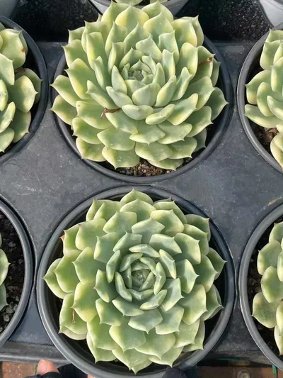 Ten Autumns Variegated — photo 4 of 6
