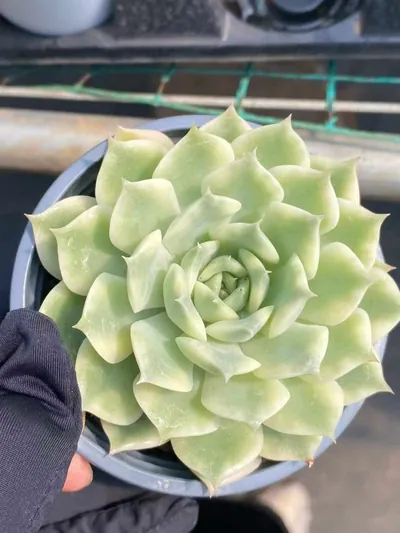 Ten Autumns Variegated — photo 5 of 6
