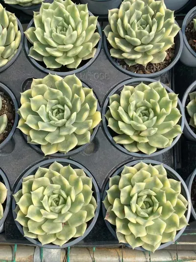 Ten Autumns Variegated — photo 6 of 6