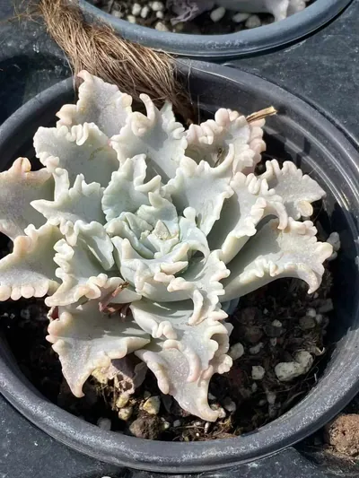 Echeveria Thousand-layer Snow Single succulent — wholesale export from Yunnan, China