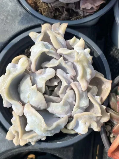 Thriller Pearl — wholesale Echeveria from Yunnan, China