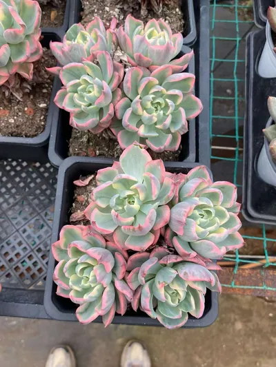 Traceless Tear Variegated — photo 2 of 6