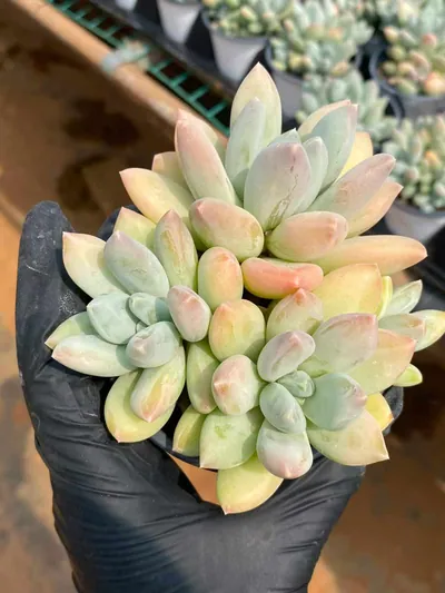 xPachyveria Tricolor Beauty succulent — wholesale export from Yunnan, China