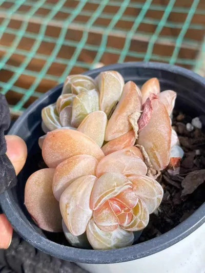 Unnamed Hybrid No. 202 — photo 2 of 6