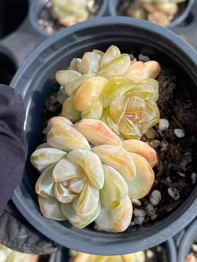 Unnamed Hybrid No. 202 — photo 4 of 6