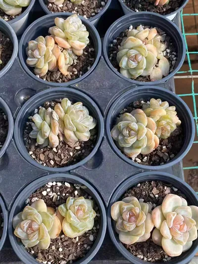 Unnamed Hybrid No. 202 — photo 5 of 6