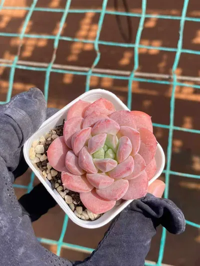 Unnamed Hybrid No. 350 — wholesale Echeveria from Yunnan, China