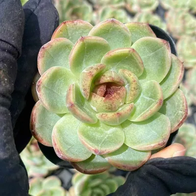 Unnamed Hybrid No. 59 — wholesale Echeveria from Yunnan, China