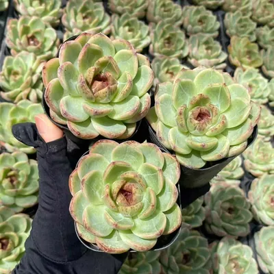 Unnamed Hybrid No. 59 — photo 2 of 6