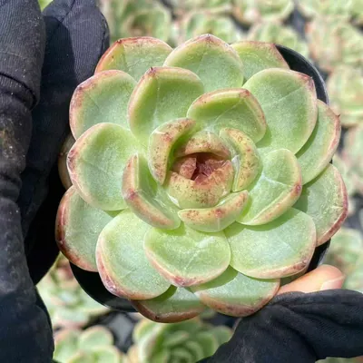 Unnamed Hybrid No. 59 — photo 4 of 6