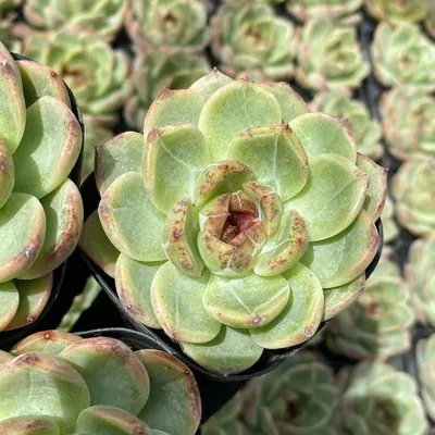Unnamed Hybrid No. 59 — photo 6 of 6