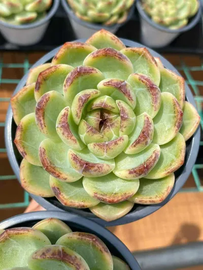 Unnamed Hybrid No.59 Single — photo 3 of 6