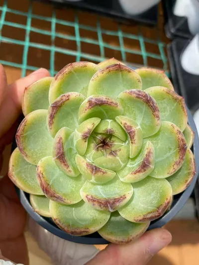 Unnamed Hybrid No.59 Single — photo 6 of 6