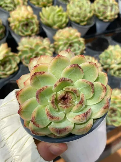 Unnamed Hybrid No.59 Twin-head — wholesale Echeveria from Yunnan, China