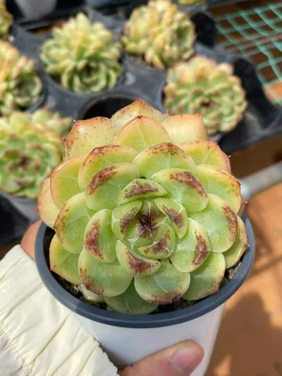 Unnamed Hybrid No.59 Twin-head — photo 2 of 6