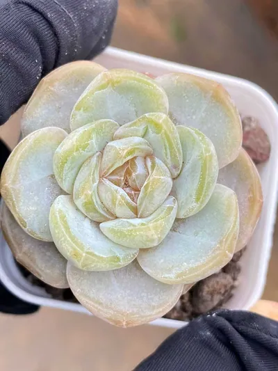 Unnamed Hybrid No. 6021 — wholesale Echeveria from Yunnan, China