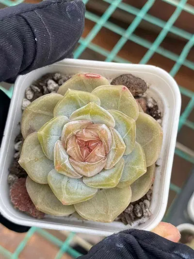 Unnamed Hybrid No. K040 — photo 3 of 6