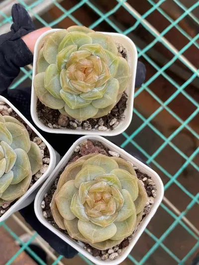 Unnamed Hybrid No. K040 — photo 4 of 6