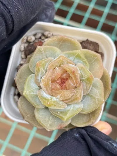 Unnamed Hybrid No. K040 — photo 6 of 6