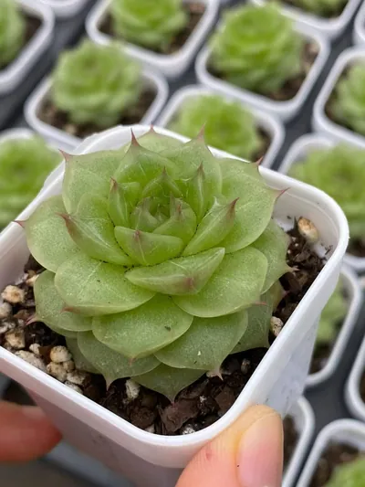 Unnamed Hybrid No. M-10 — wholesale Echeveria from Yunnan, China