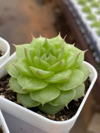 Unnamed Hybrid No. M-10 — photo 3 of 6
