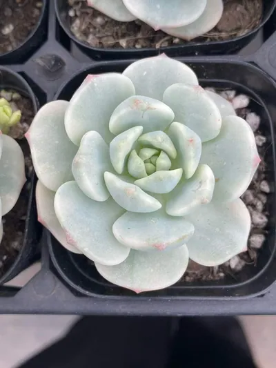 Vanilla Variegated — photo 2 of 6