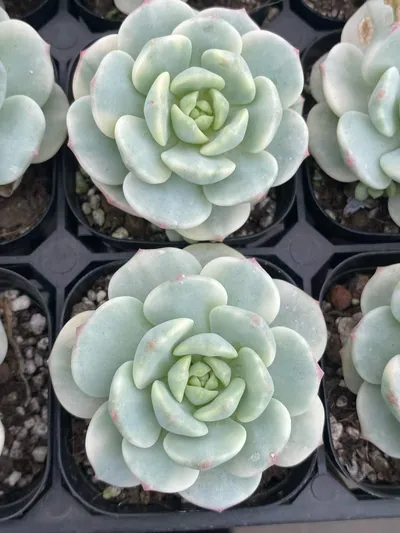 Vanilla Variegated — photo 3 of 6