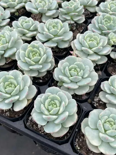 Vanilla Variegated — photo 4 of 6