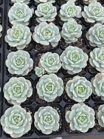 Vanilla Variegated — photo 5 of 6