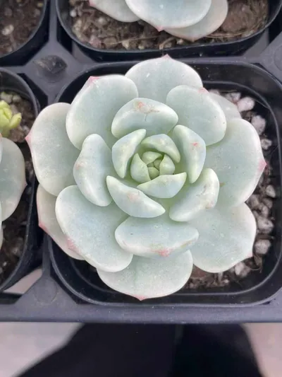 Vanilla Variegated — photo 6 of 6