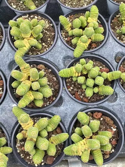 Velvet Tower — wholesale Rare Succulents from Yunnan, China