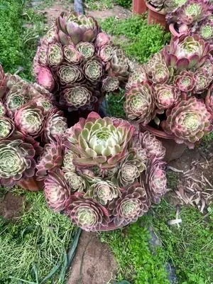 Aeonium Aeonium 'Wax Apple Candy Heart' succulent — wholesale export from Yunnan, China