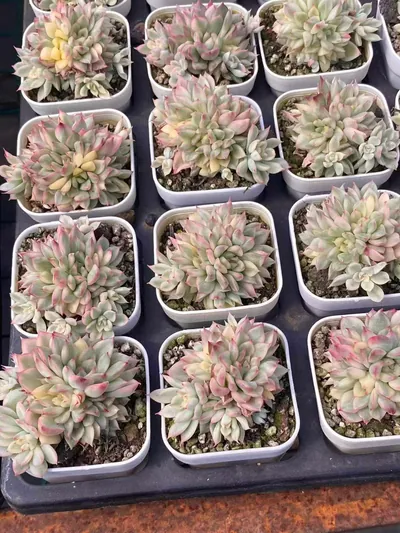 Weiwei Variegated — photo 2 of 6