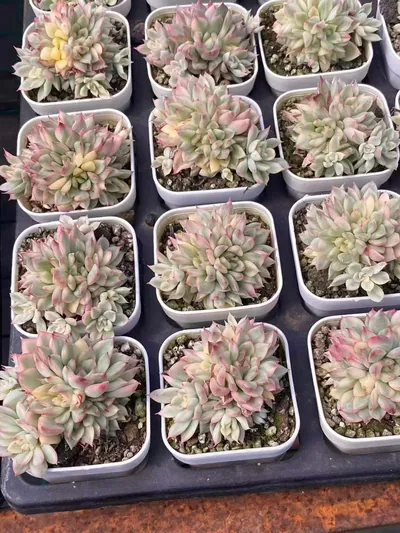 Weiwei Variegated — photo 6 of 6
