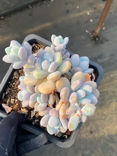 Wenyu Beauty Large Cluster — wholesale Echeveria from Yunnan, China