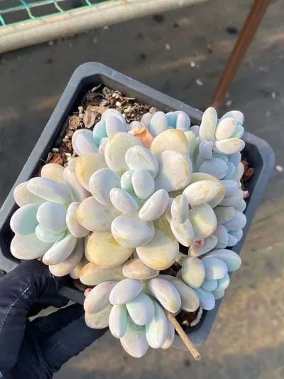 Wenyu Beauty Large Cluster — photo 2 of 6