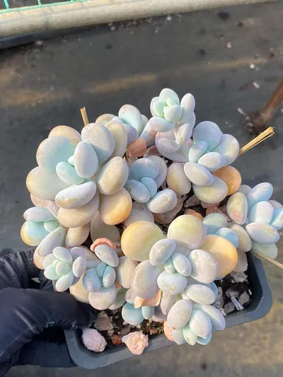 Wenyu Beauty Large Cluster — photo 3 of 6