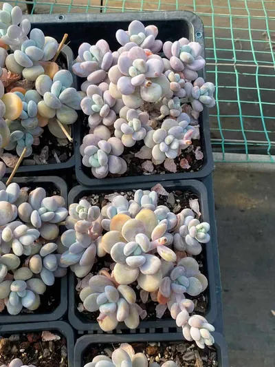 Wenyu Beauty Large Cluster — photo 5 of 6