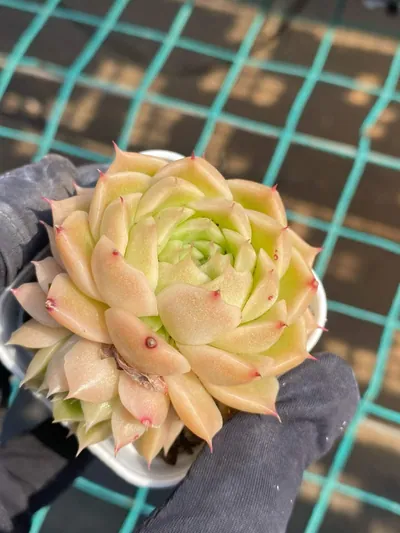 Echeveria Wheat Straw succulent — wholesale export from Yunnan, China