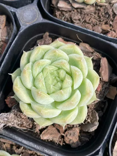 Wheat Straw Single — wholesale Echeveria from Yunnan, China