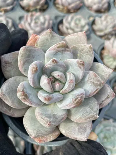 Echeveria White Spirit Single succulent — wholesale export from Yunnan, China
