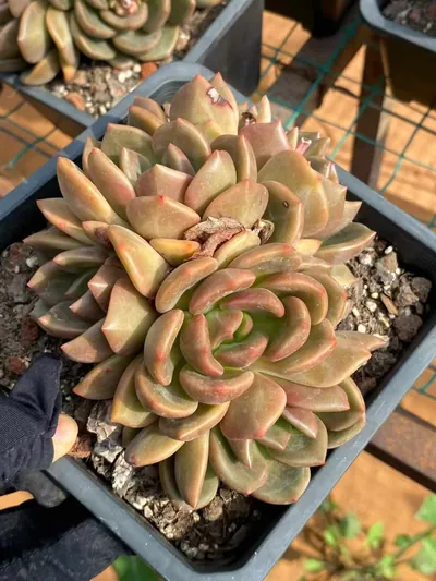 Yellow Cheese Cluster — wholesale Echeveria from Yunnan, China