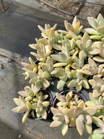 Yellow Penguin — wholesale Echeveria from Yunnan, China