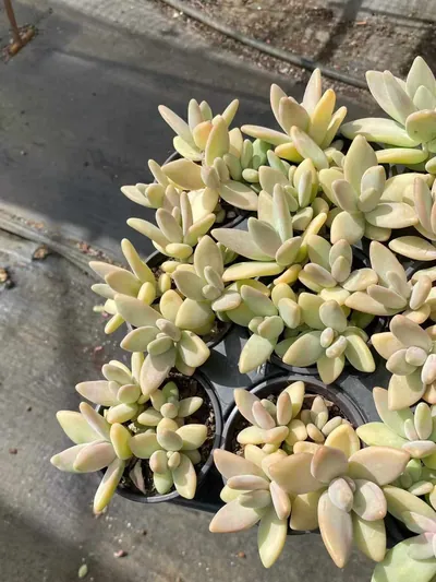 Echeveria Yellow Penguin succulent — wholesale export from Yunnan, China