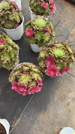 Aeonium Aeonium 'Zhifou' succulent — wholesale export from Yunnan, China