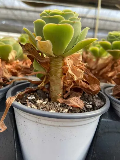 Echeveria Zinnia succulent — wholesale export from Yunnan, China
