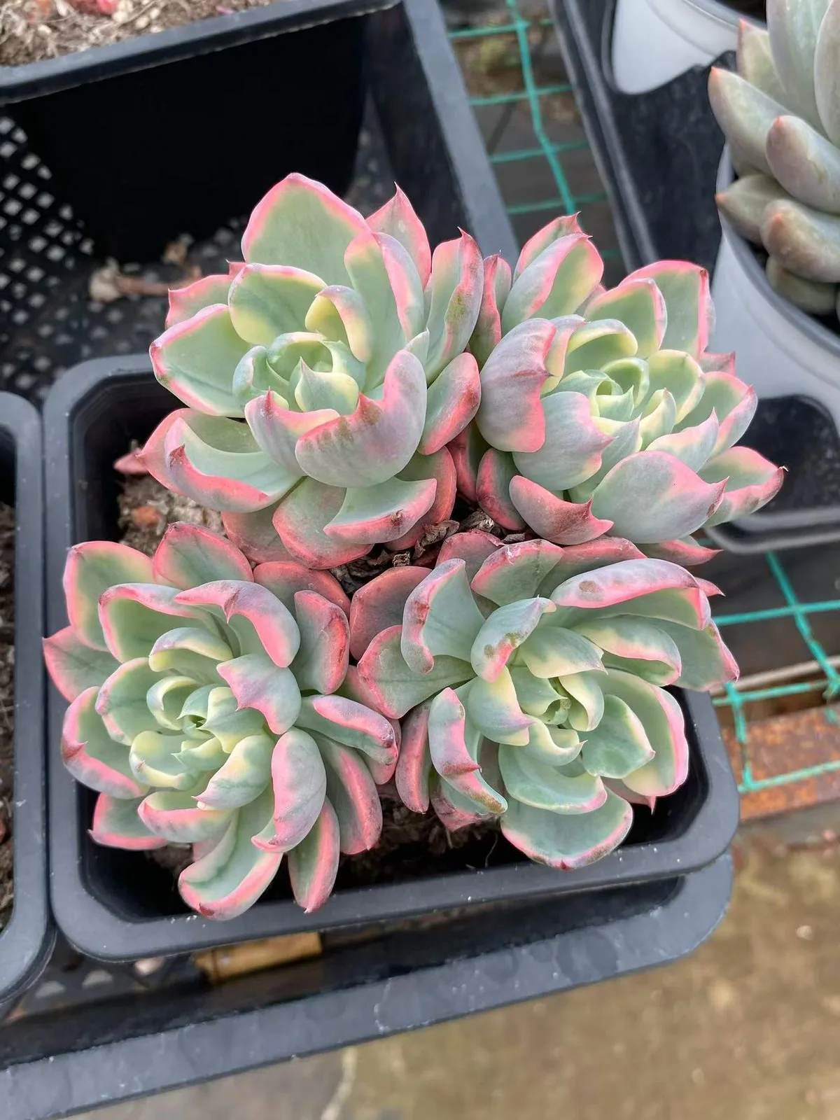 Traceless Tear Variegated (泪无痕锦) succulent — wholesale bare-root export, SouthQuest Farm