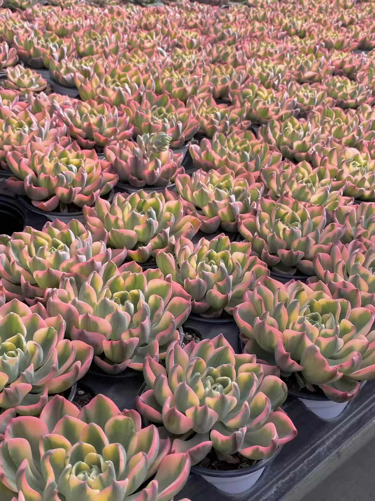 Echeveria Traceless Tear Variegated (泪无痕锦) succulent — wholesale bare-root export from Yunnan, China (1 of 4)