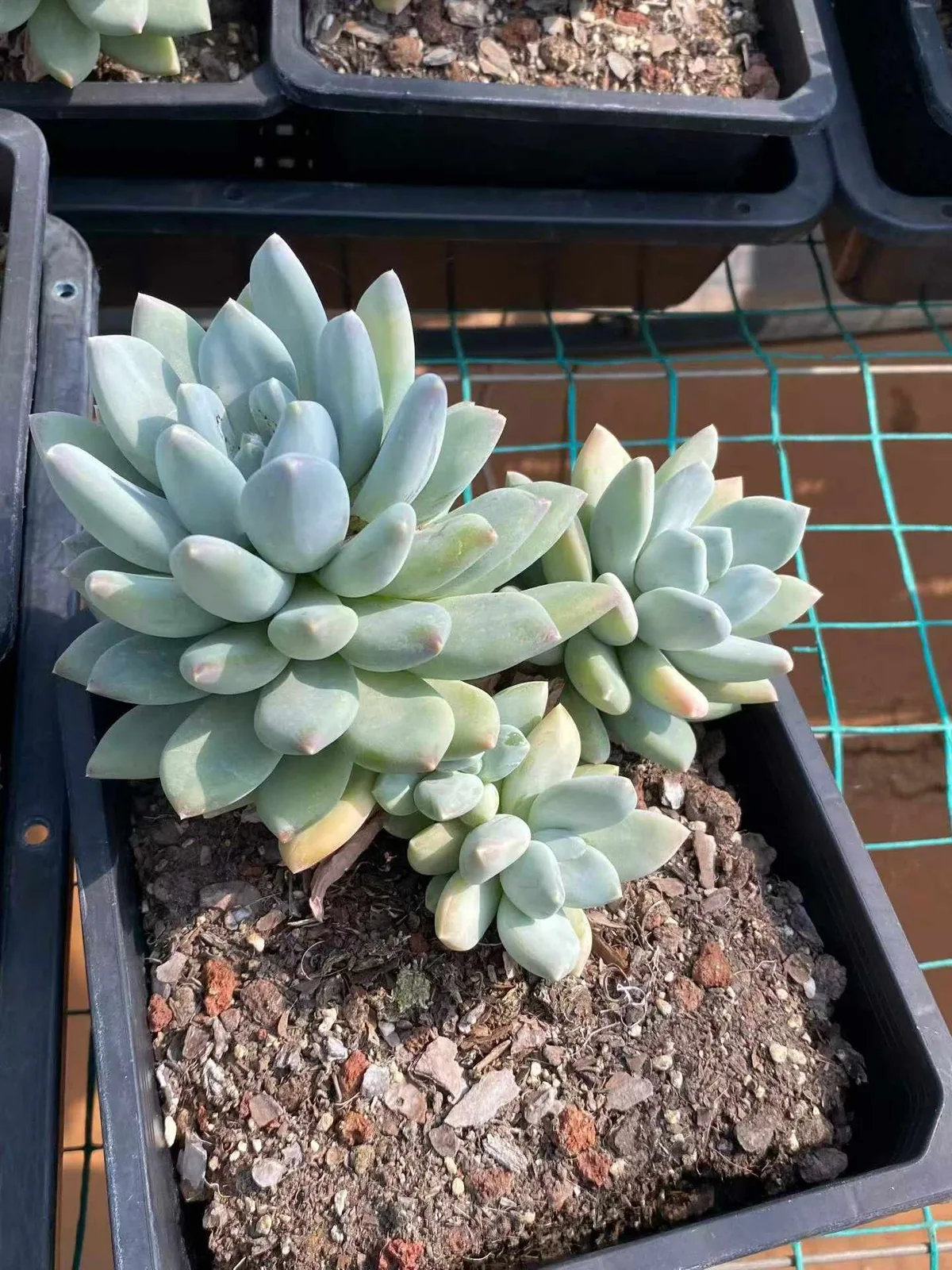 Tricolor Beauty (三色美人) succulent — wholesale bare-root export, SouthQuest Farm
