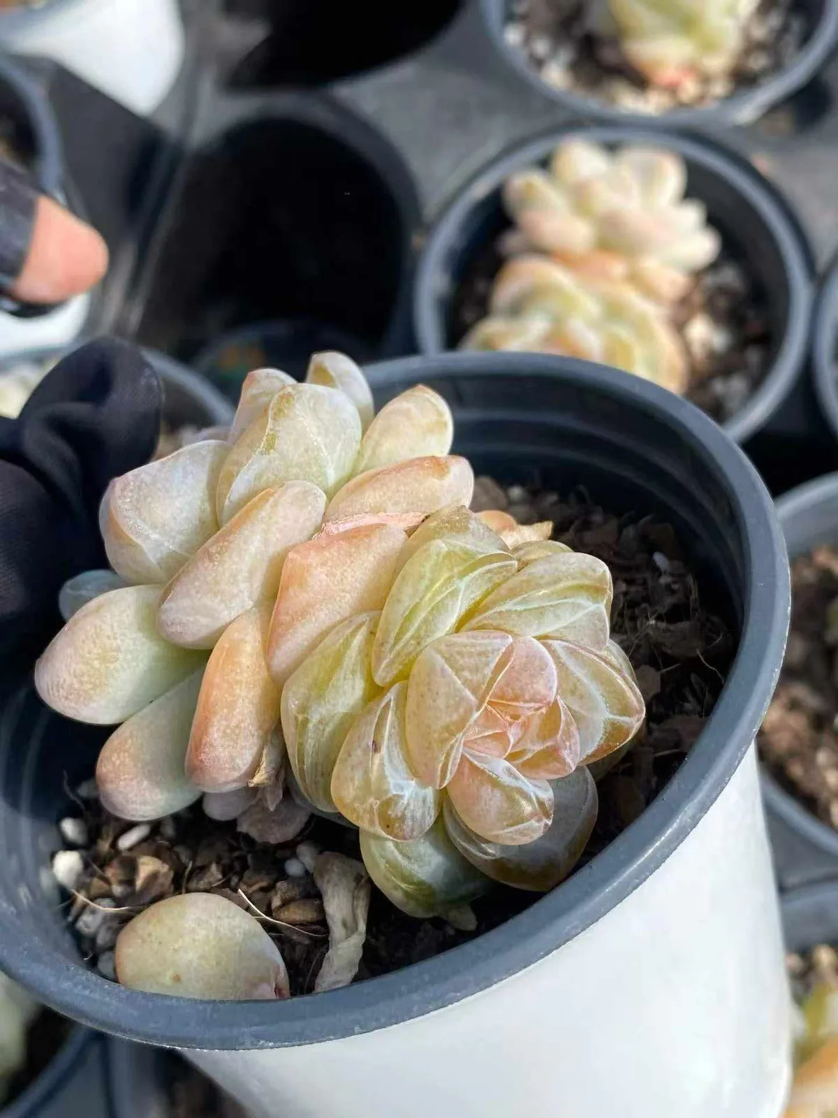 Unnamed Hybrid No. 202 (编号202) succulent — wholesale bare-root export, SouthQuest Farm